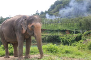 Bukit Elephant Park